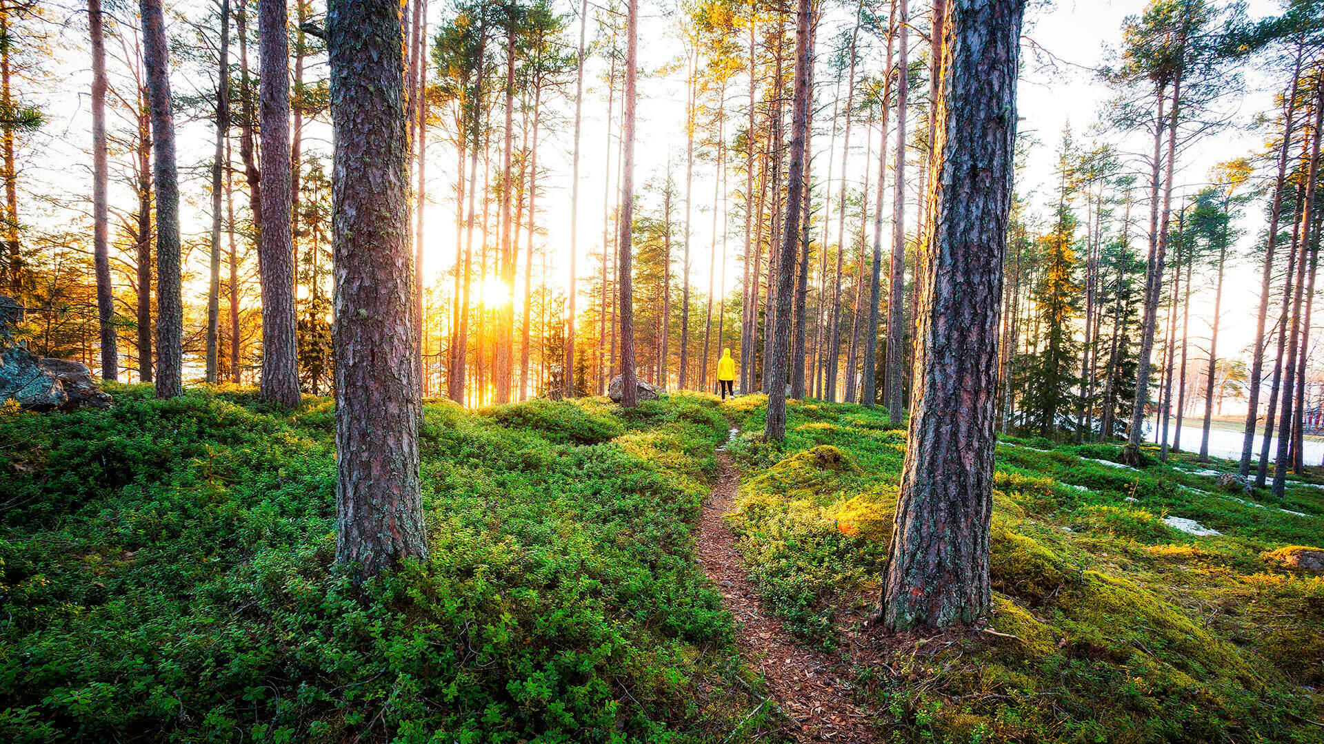 FOREST