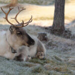 REINDEER