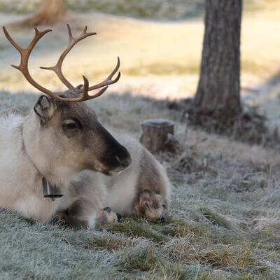 REINDEER