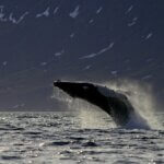 Humpback whale Greenland