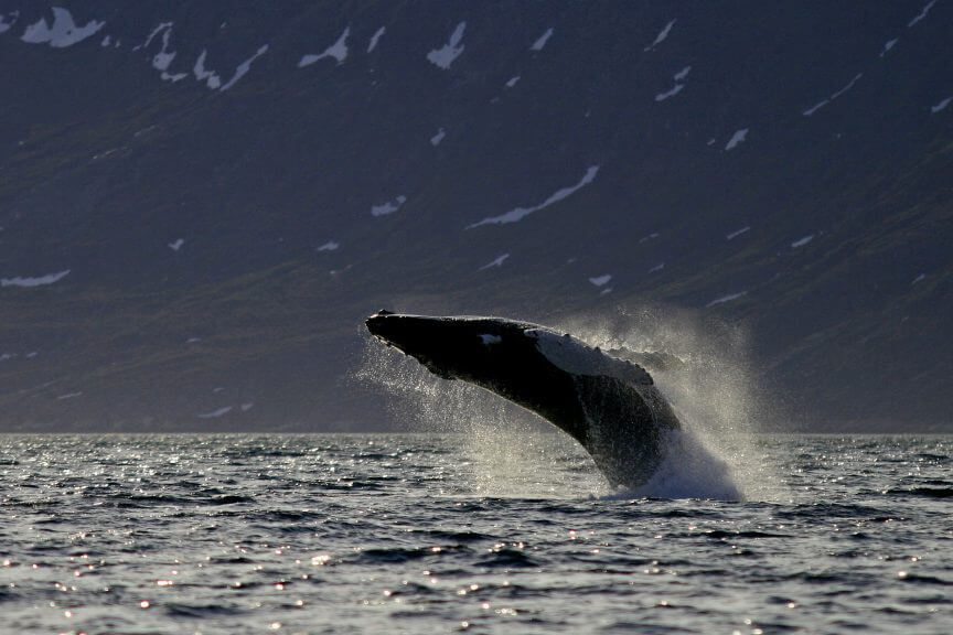 Humpback whale Greenland