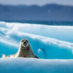 Seal Greenland