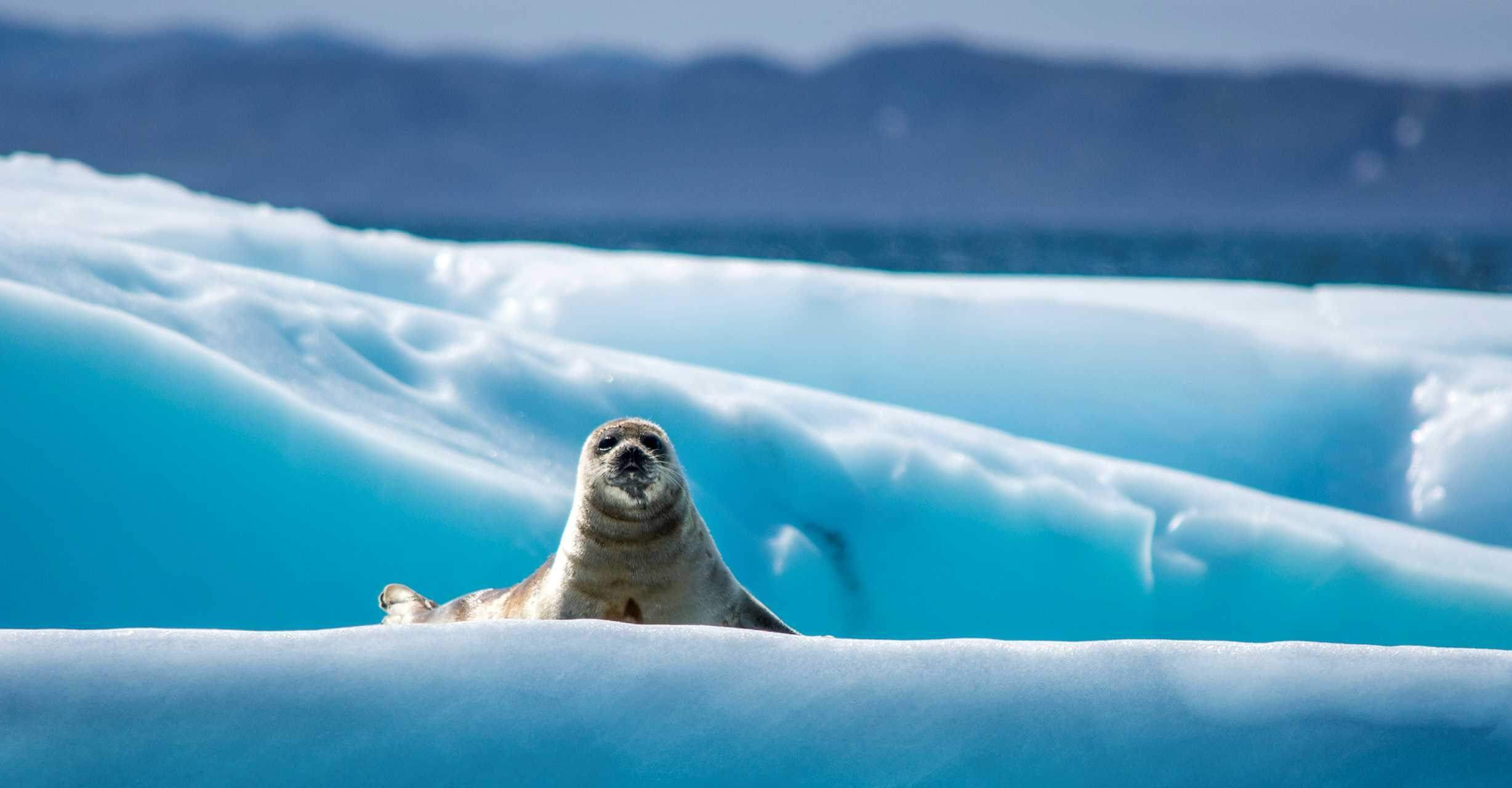 Seal Greenland