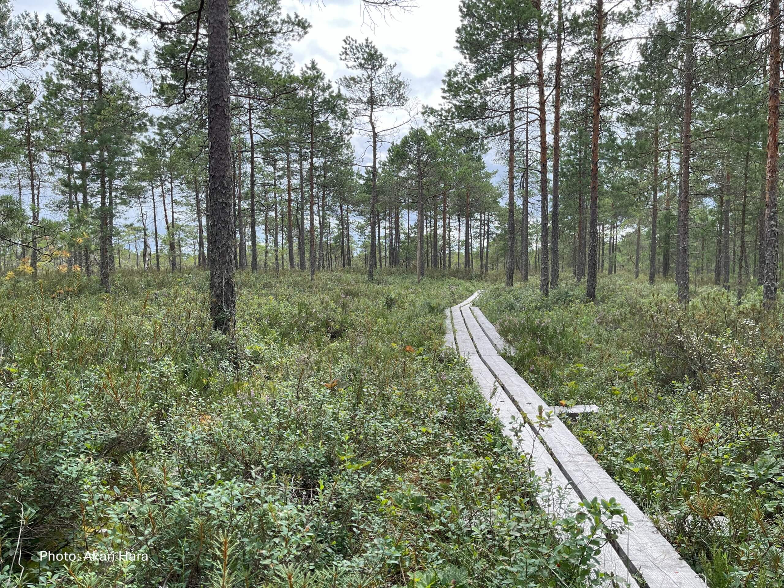 Silta Länsi suomen-opisto